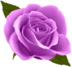 small purple rose